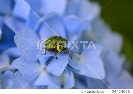 Red-headed stink bug Hydrangea landscape Red-headed stink bug Hydrangea landscape 54424628