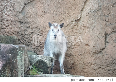 看著日本的ser .. 54424641