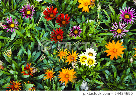 Gazania rigens flowers in different colors 54424690