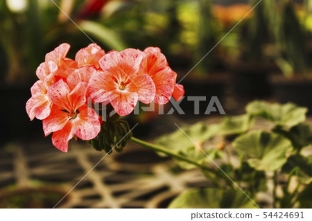 Divas geranium flowers, Close-up, India Divas geranium flowers, Close-up, India 54424691