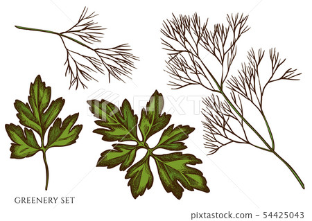 Vector set of hand drawn colored greenery Vector set of hand drawn colored greenery 54425043