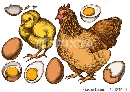 Vector set of hand drawn colored chicken, eggs Vector set of hand drawn colored chicken, eggs 54425044