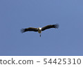 Stork 54425310