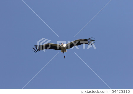 Stork Stork 54425310