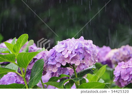 雨季繡球花 雨季繡球花 54425320