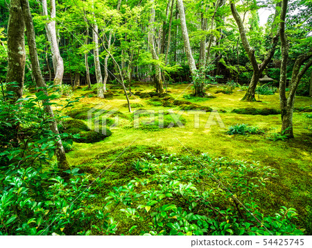 京都吉諾寺 京都吉諾寺 54425745