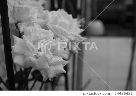 多雨的約翰保羅二世(玫瑰) 多雨的約翰保羅二世(玫瑰) 54426421