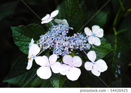 hydrangea   54426425