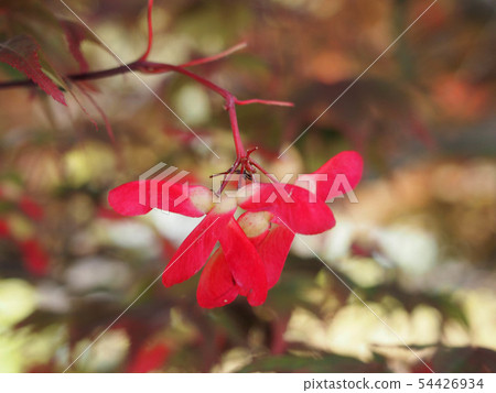 Fruit of autumn leaves Fruit of autumn leaves 54426934