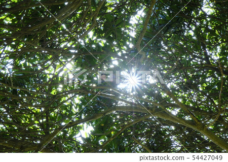 Sunbeam image 54427049