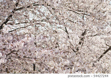 Cherry blossom view of Rokusonno Shrine in Kyoto 54427244