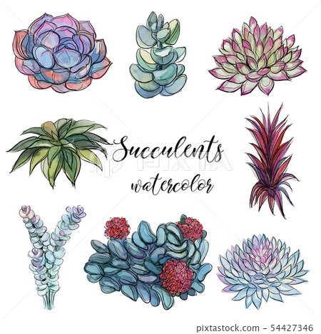 Set of succulents. Watercolor. Graphics.Isolated 54427346