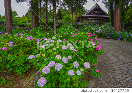 Fujikawa Town Myohoji Ajisai 54427709