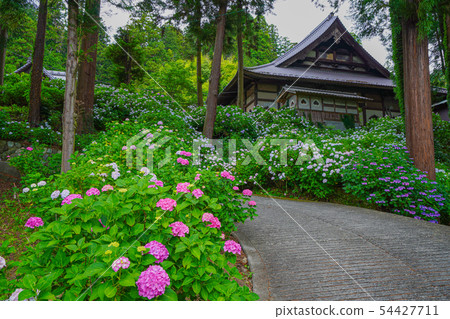 Fujikawa Town Myohoji Ajisai 54427711