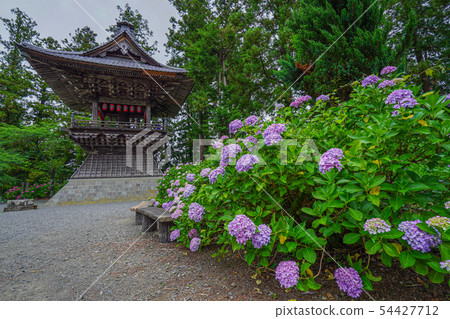 Fujikawa Town Myohoji Ajisai Fujikawa Town Myohoji Ajisai 54427712