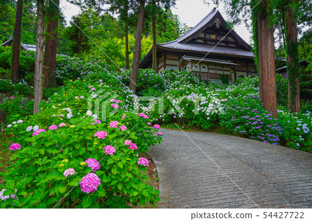 Fujikawa Town Myohoji Ajisai Fujikawa Town Myohoji Ajisai 54427722