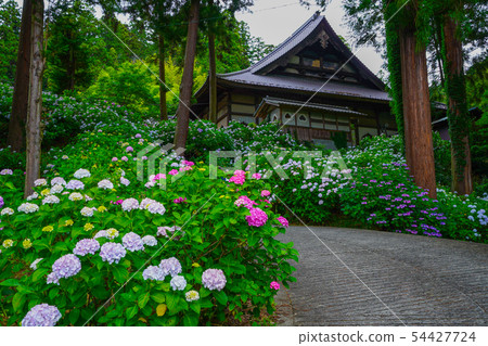 Fujikawa Town Myohoji Ajisai Fujikawa Town Myohoji Ajisai 54427724