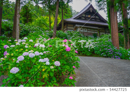 Fujikawa Town Myohoji Ajisai Fujikawa Town Myohoji Ajisai 54427725