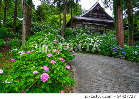 Fujikawa Town Myohoji Ajisai Fujikawa Town Myohoji Ajisai 54427727