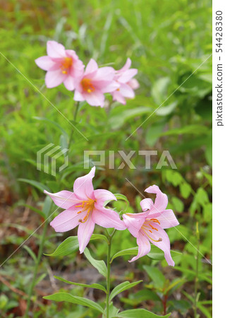 小百合姬 54428380