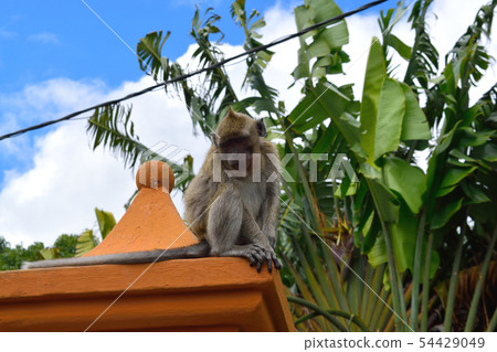 Mauritius wild colander 54429049