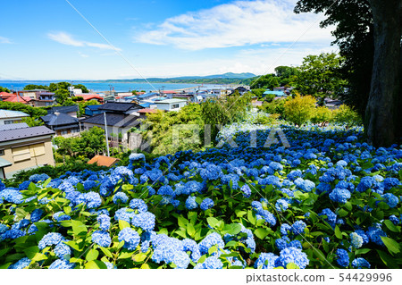 A sea of sea hydrangea from Unchangji Temple 54429996