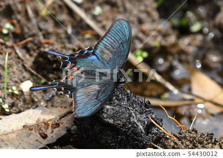 烏鴉燕尾的吸水性 54430012