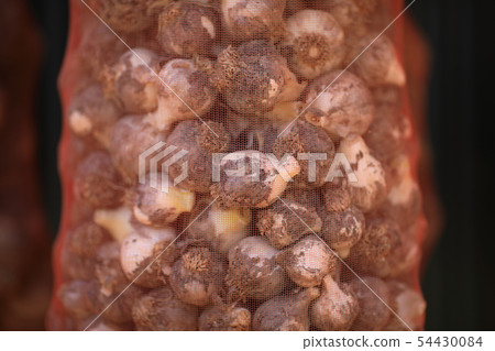 onion onion 54430084