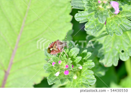 Bee whale bug 54430550
