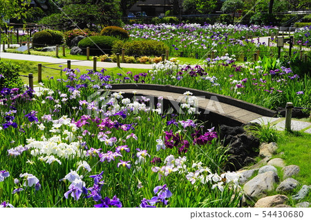 June Katsushika 11 Horikiri Gion and Groom 54430680