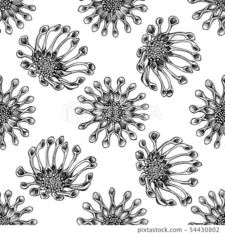 Seamless pattern with black and white african daisies Seamless pattern with black and white african daisies 54430802