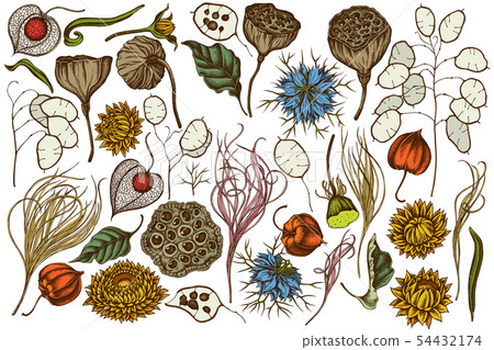Vector set of hand drawn colored black caraway, feather grass, helichrysum, lotus, lunaria, physalis 54432174
