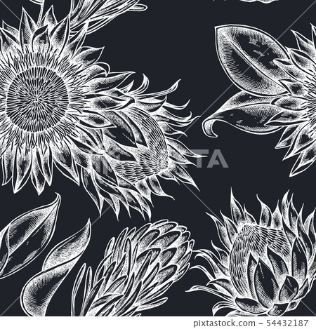 Seamless pattern with hand drawn chalk king protea - Stock Illustration ...