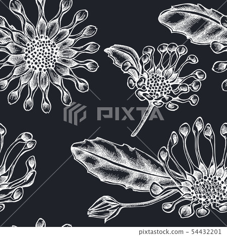 Seamless pattern with hand drawn chalk african daisies Seamless pattern with hand drawn chalk african daisies 54432201