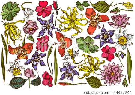 Vector set of hand drawn colored ylang-ylang, impatiens, daffodil, tigridia, lotus, aquilegia 54432244