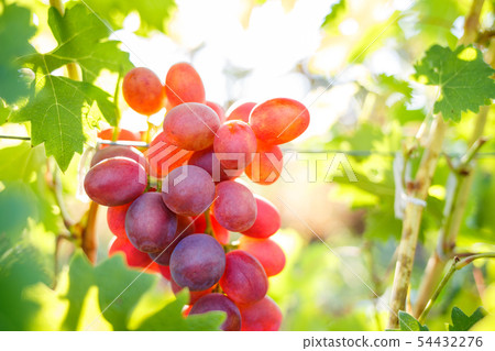 Ripe purple grapes on vines in sunbeams 54432276