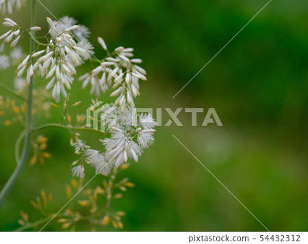 Bamboo grass Bamboo grass 54432312