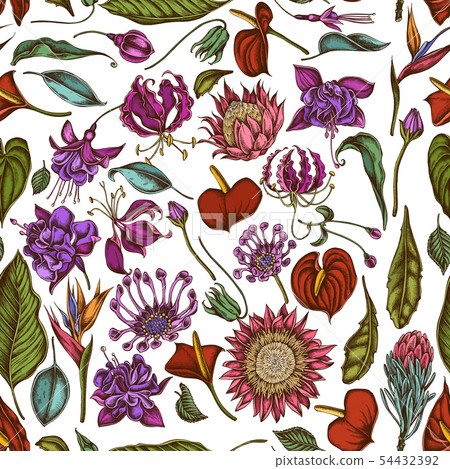Seamless pattern with hand drawn colored african daisies, fuchsia, gloriosa, king protea, anthurium Seamless pattern with hand drawn colored african daisies, fuchsia, gloriosa, king protea, anthurium 54432392