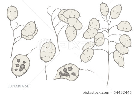 Vector set of hand drawn pastel lunaria 54432445