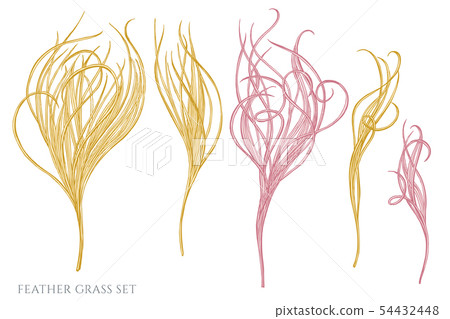 Vector set of hand drawn pastel feather grass Vector set of hand drawn pastel feather grass 54432448