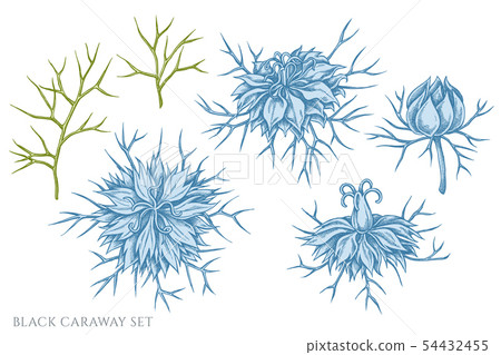 Vector set of hand drawn pastel black caraway 54432455
