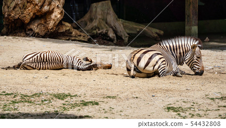 Hartmann's Mountain Zebra, Equus zebra hartmannae. An endangered zebra Hartmann's Mountain Zebra, Equus zebra hartmannae. An endangered zebra 54432808