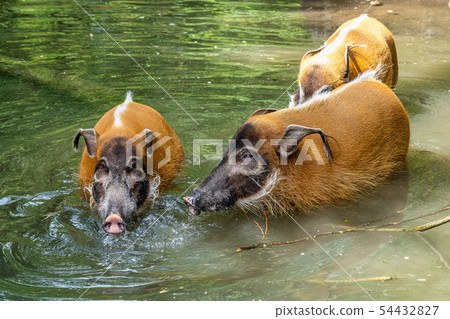 Red river hog, Potamochoerus porcus, also known as the bush pig. Red river hog, Potamochoerus porcus, also known as the bush pig. 54432827