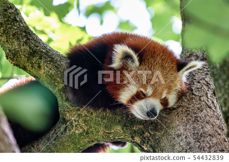 The red panda, Ailurus fulgens, also called the lesser panda. 54432839