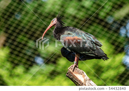 Northern Bald ibis, Geronticus eremita in the zoo 54432840