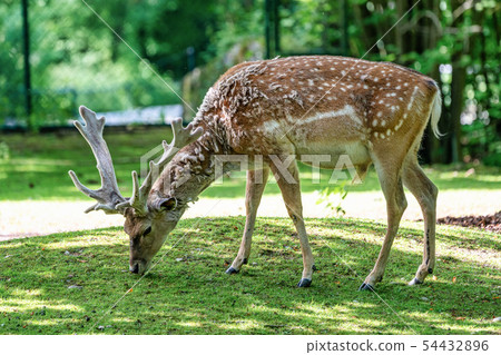 The fallow deer, Dama mesopotamica is a ruminant mammal 54432896