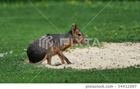 Patagonian Mara, Dolichotis patagonum are large relatives of guinea pigs 54432897
