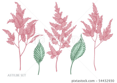 Vector set of hand drawn pastel astilbe 54432930