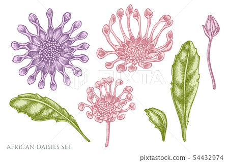 Vector set of hand drawn pastel african daisies Vector set of hand drawn pastel african daisies 54432974