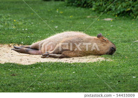 Capybara, Hydrochoerus hydrochaeris grazing on fresh green grass 54433009